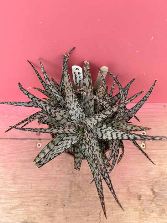 Aloe 'Lizard Lips' (379)