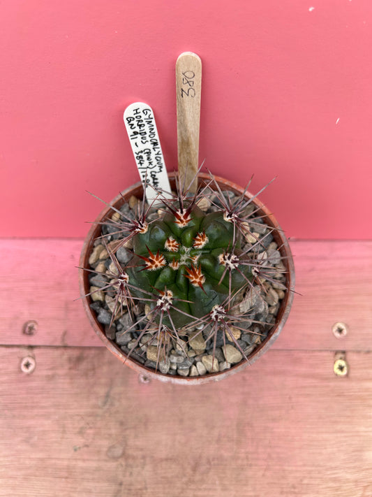 Gymnocalycium horrida cordobia (380)