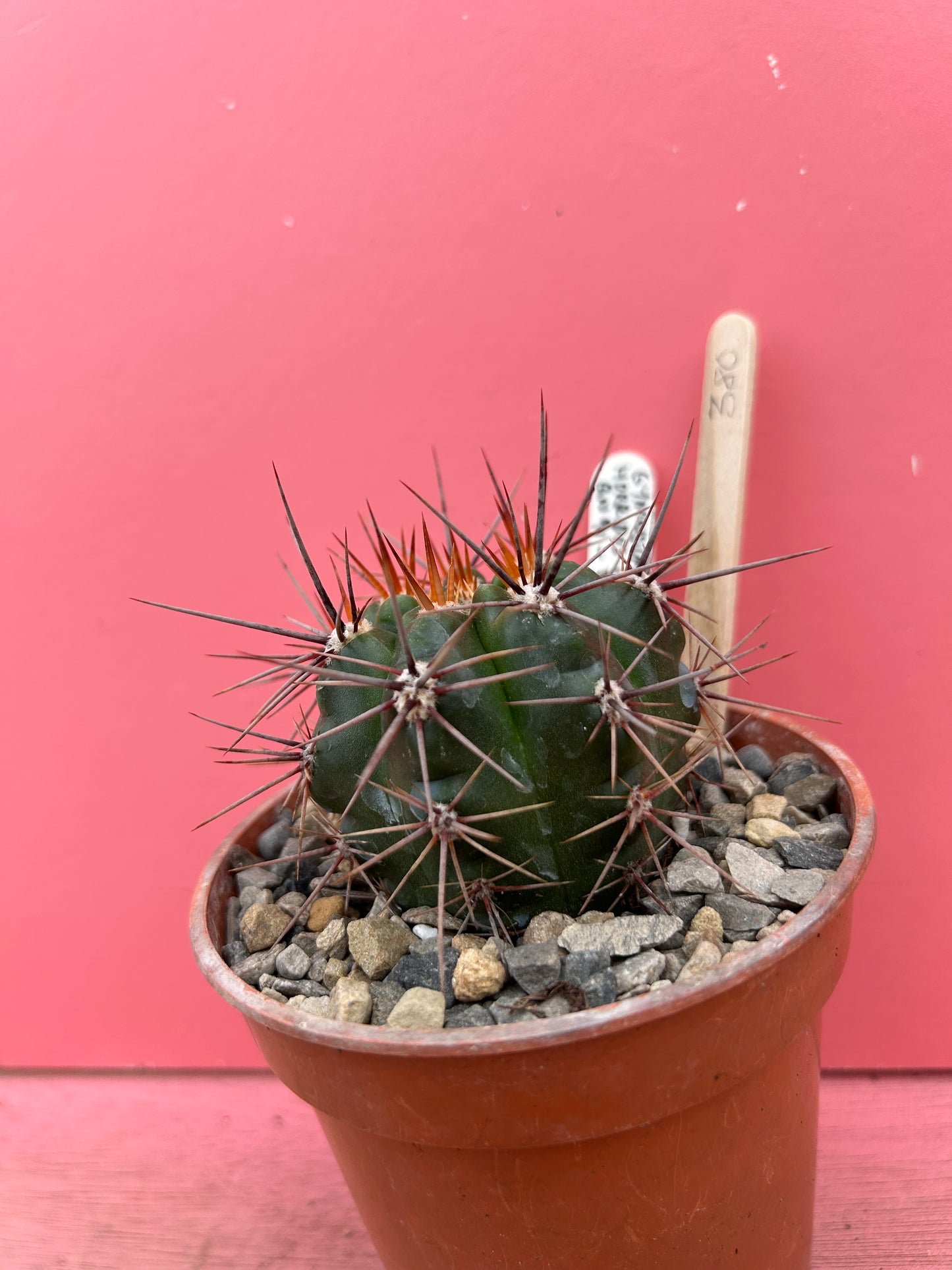 Gymnocalycium horrida cordobia (380)