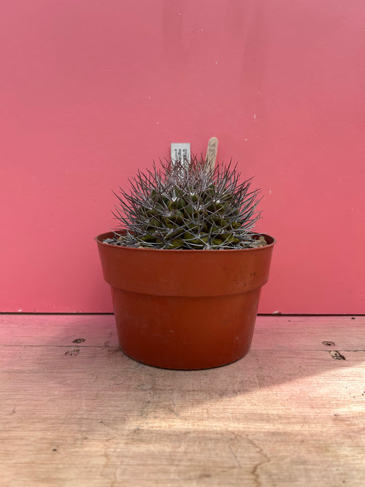 Gymnocalycium nigriareolatum (385)