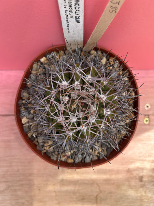 Gymnocalycium nigriareolatum (385)