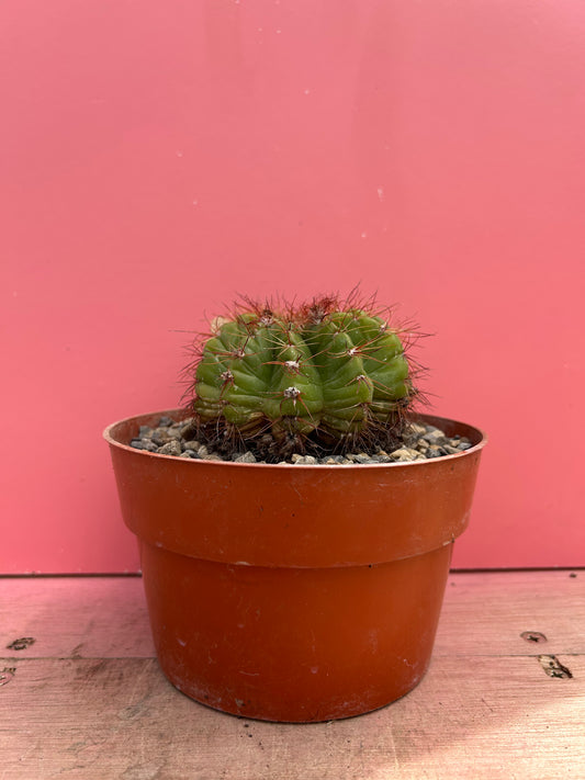 Notocactus archevala (386)