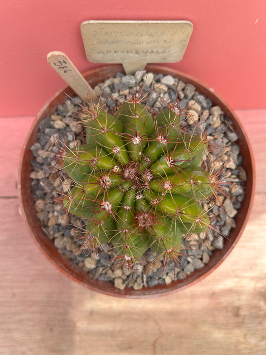 Notocactus archevala (386)