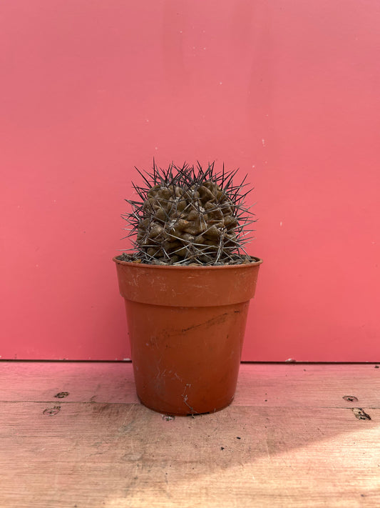Acanthrocalycium glaucum (387)