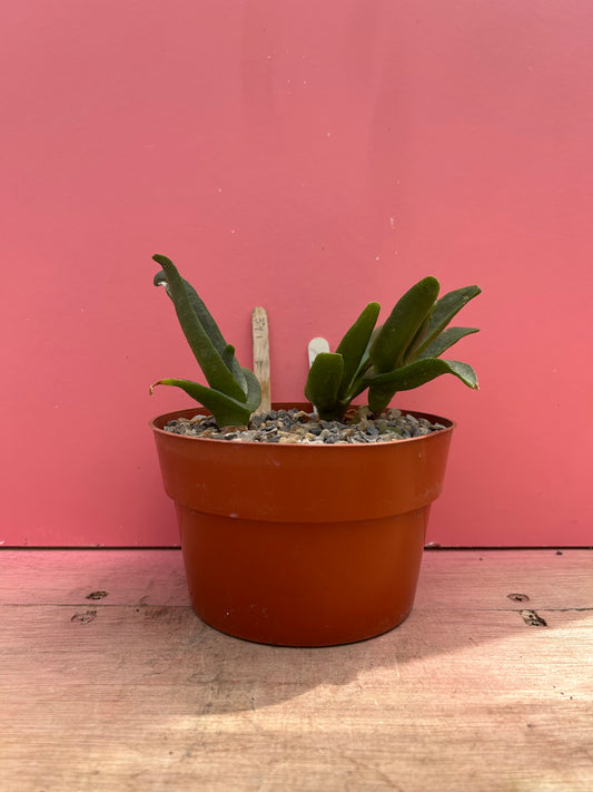 Glottiphyllum species (391)