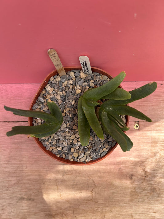 Glottiphyllum species (391)