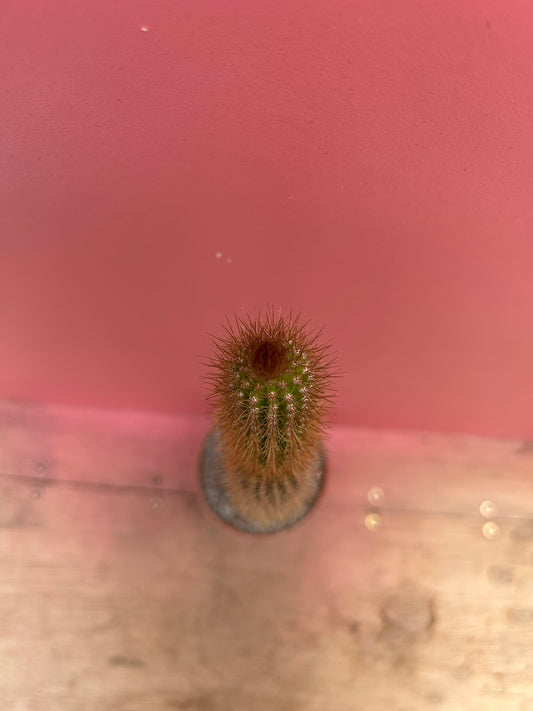 Arrojadoa rhodantha (401)