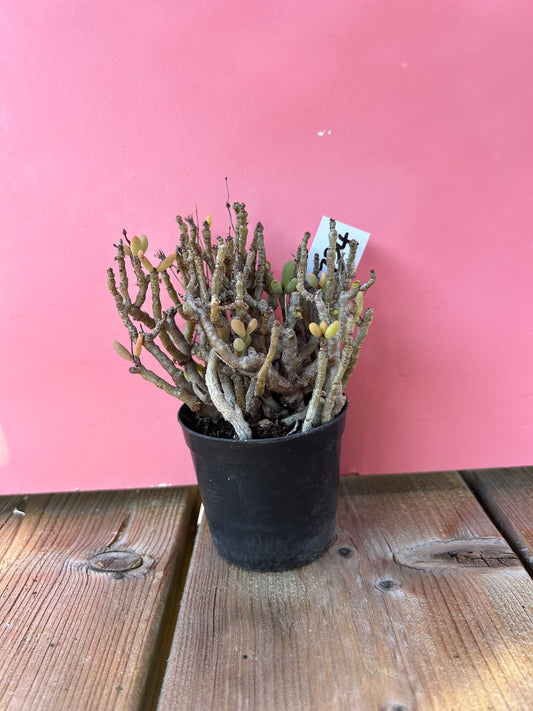 Tylecodon bucholzianus (754)