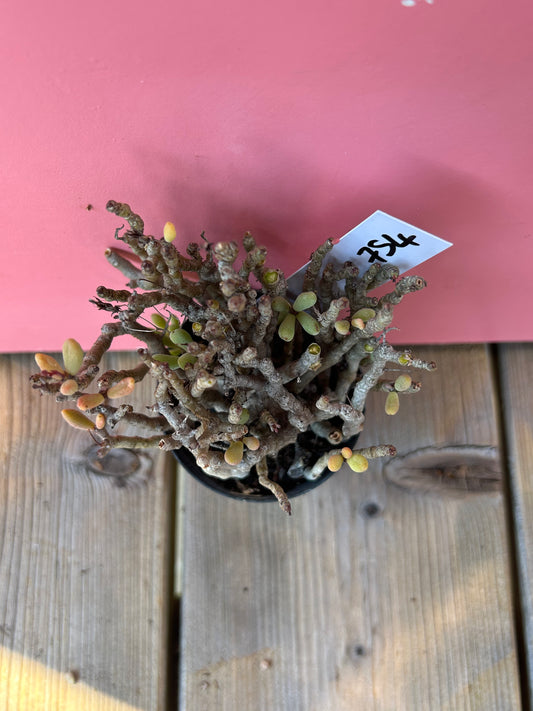 Tylecodon bucholzianus (754)