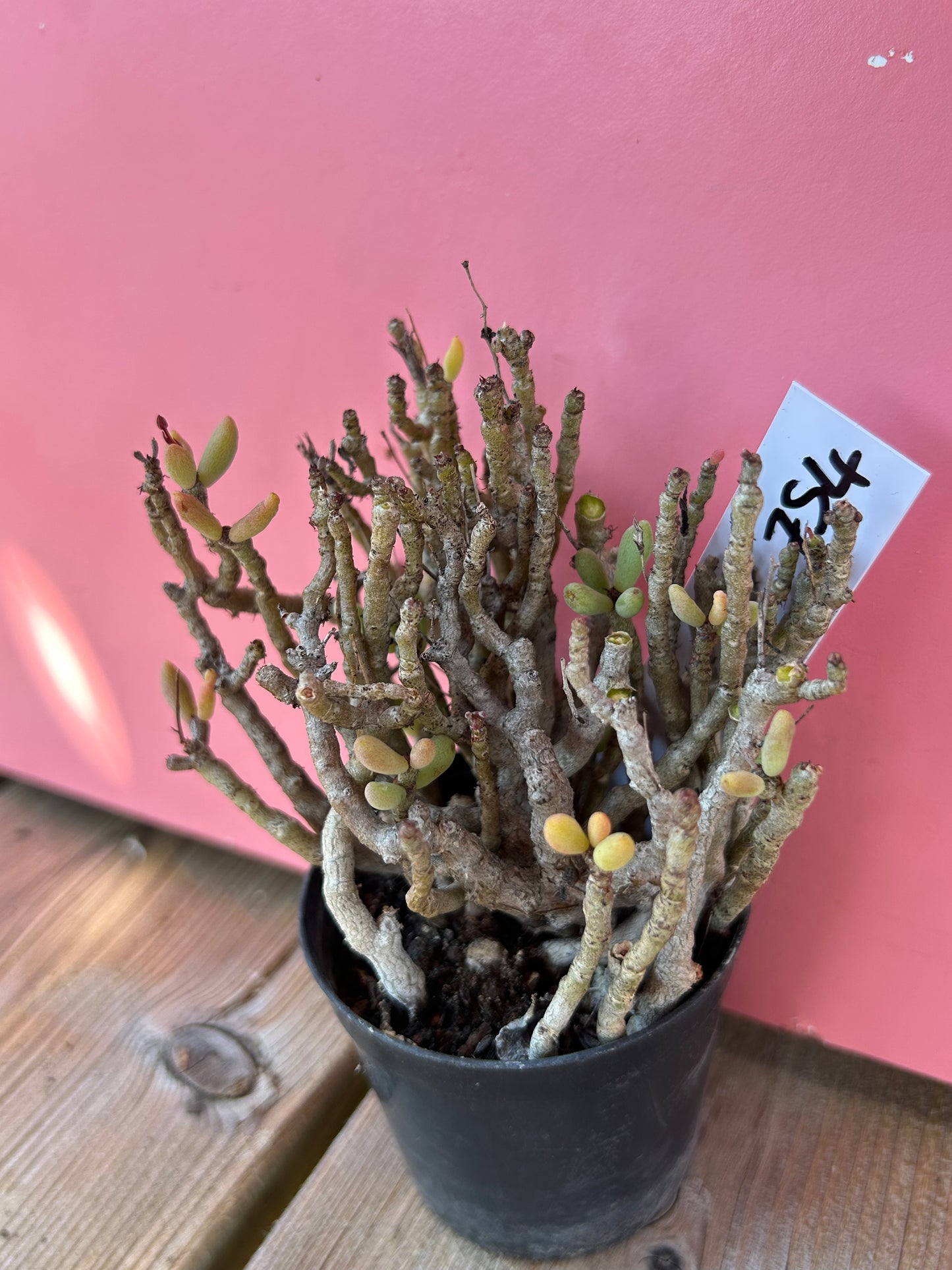 Tylecodon bucholzianus (754)