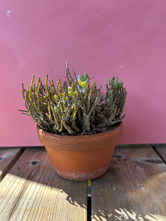 Tylecodon bucholzianus (755)