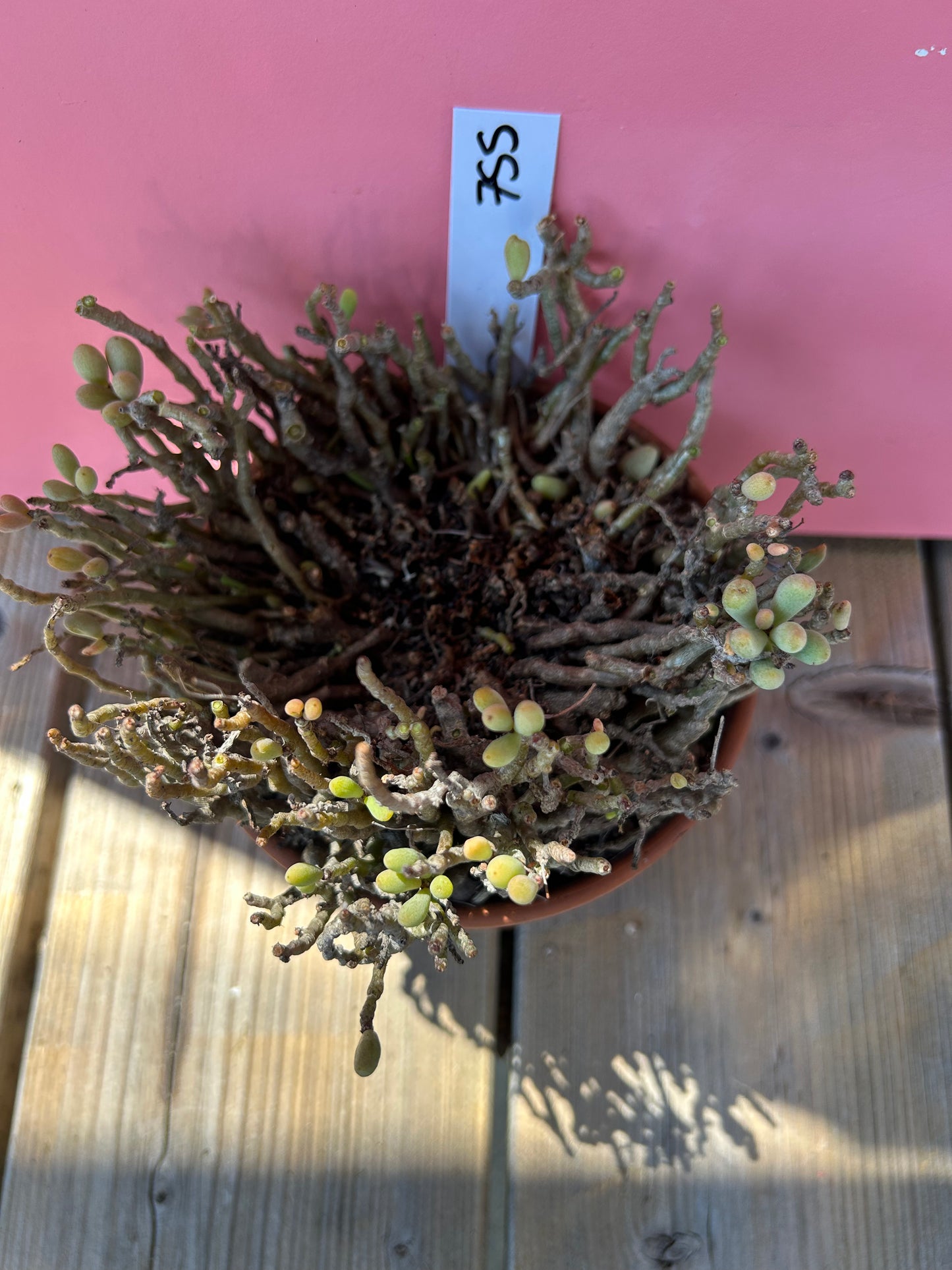 Tylecodon bucholzianus (755)