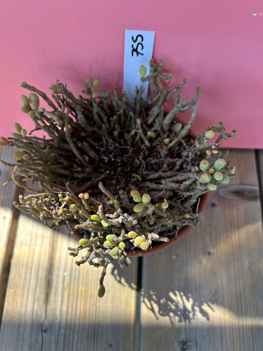 Tylecodon bucholzianus (755)