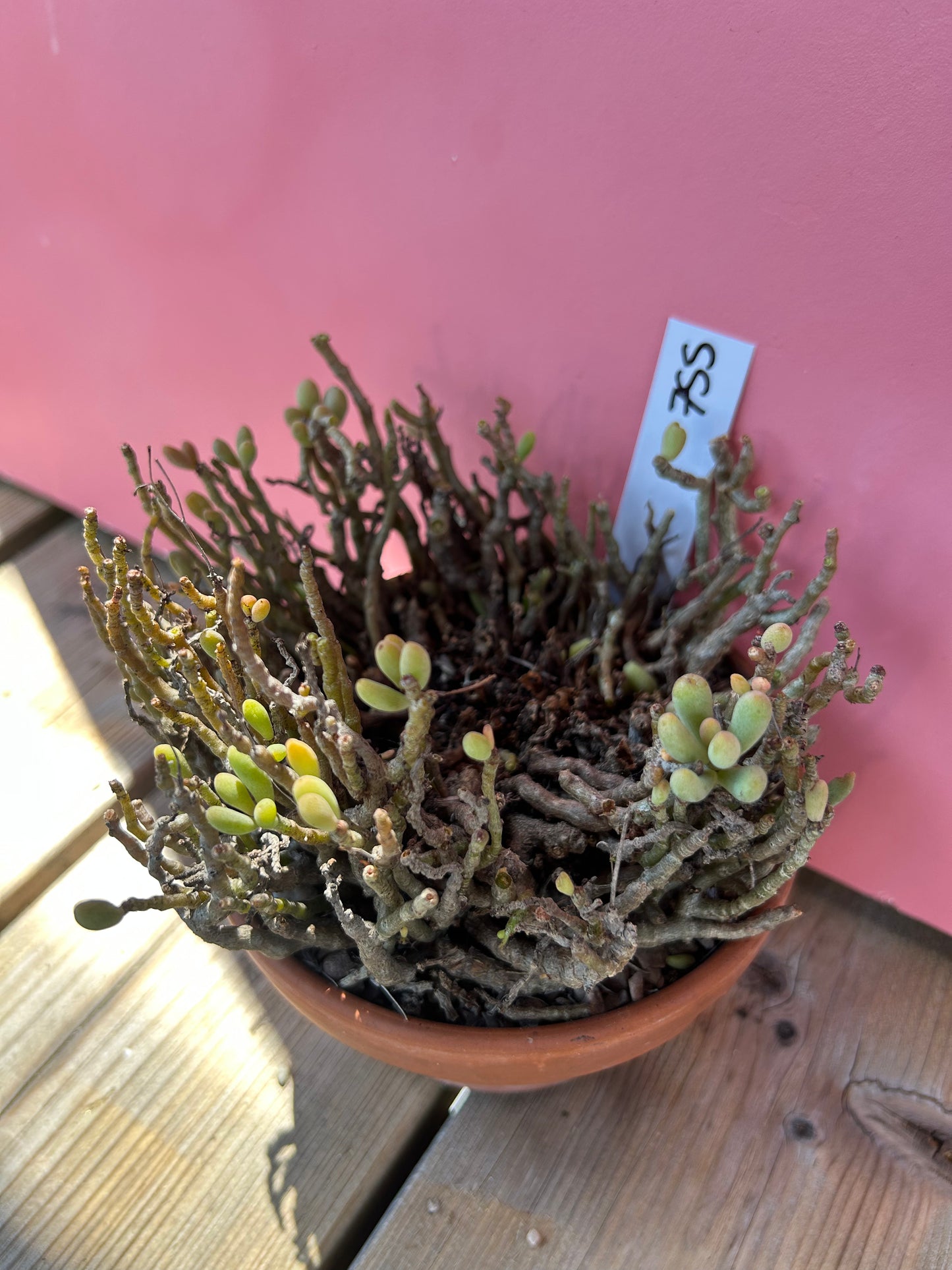 Tylecodon bucholzianus (755)