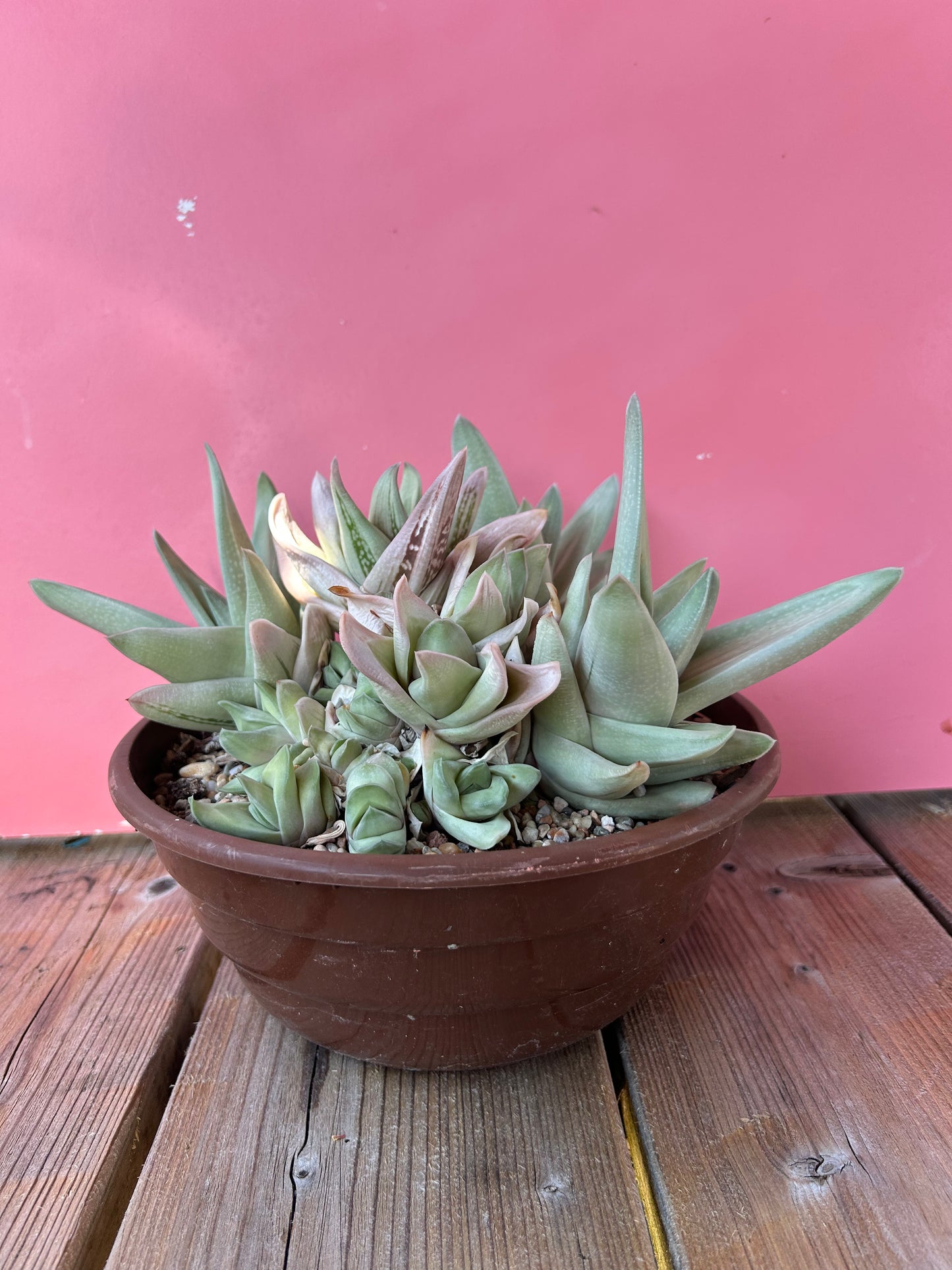 Gasteraloe 'green ice' (756)
