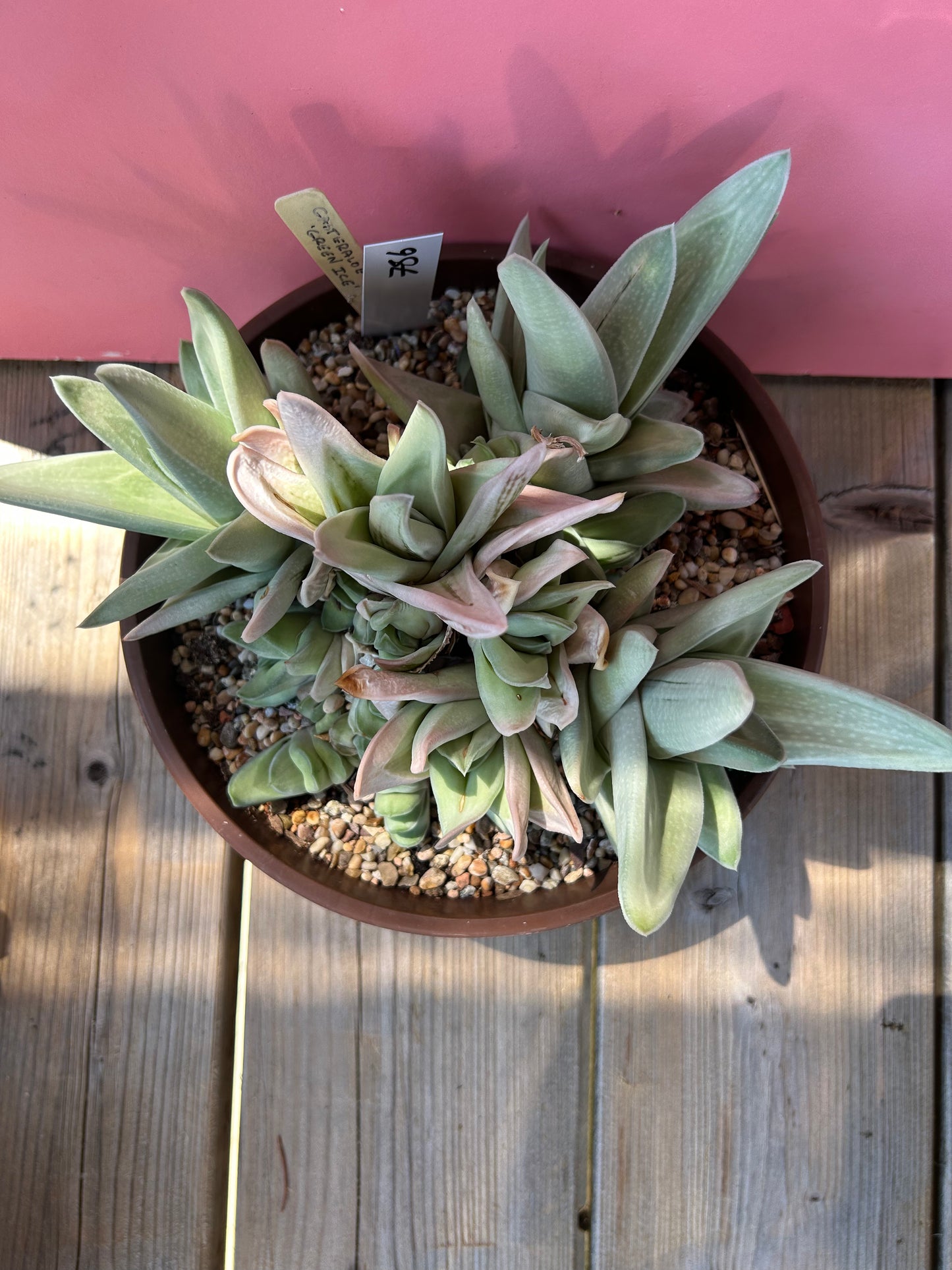 Gasteraloe 'green ice' (756)