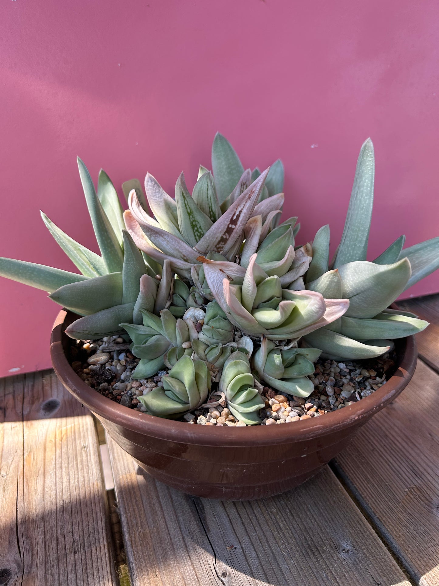 Gasteraloe 'green ice' (756)
