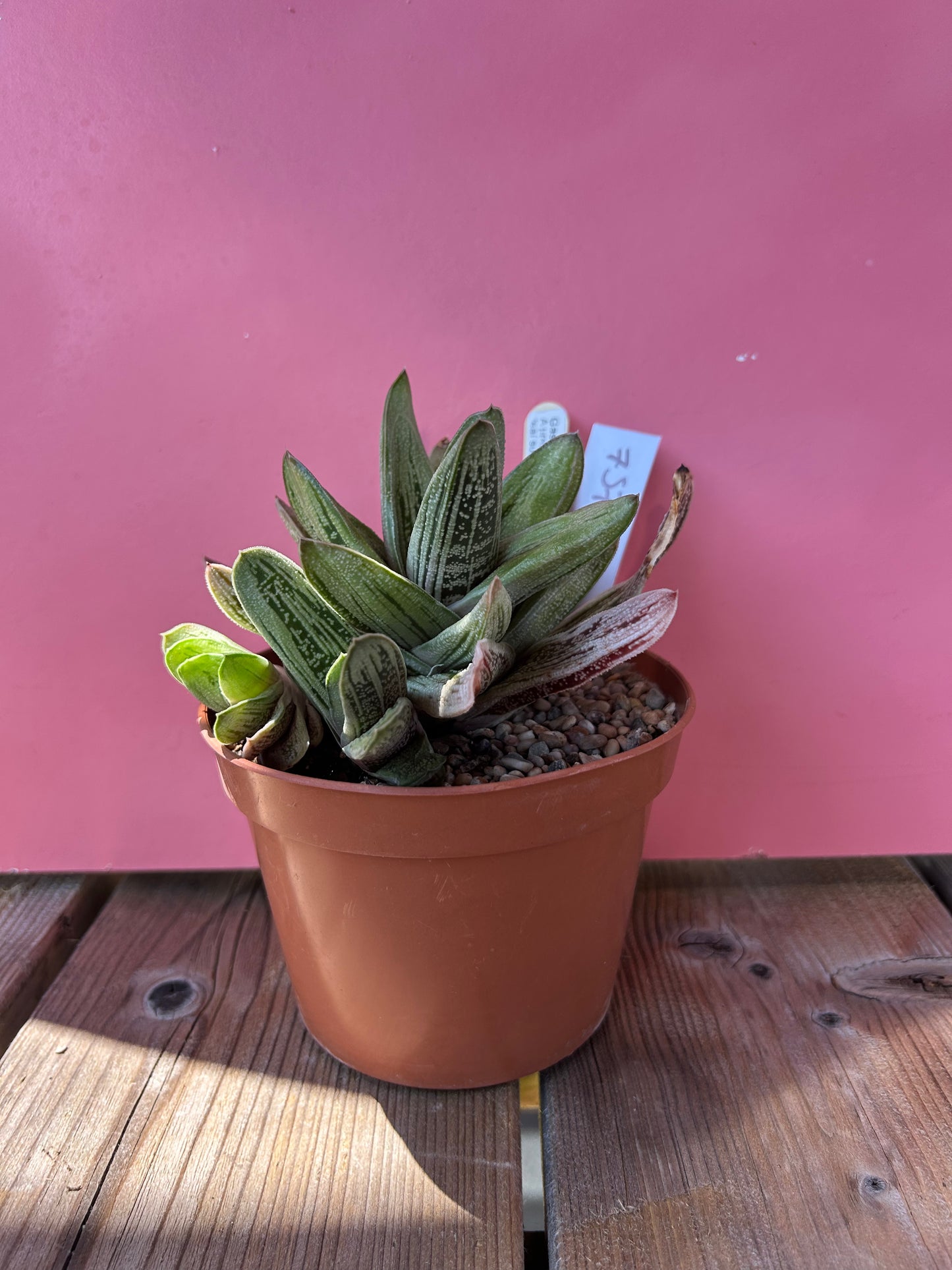 Gasteria affibicolor (757)