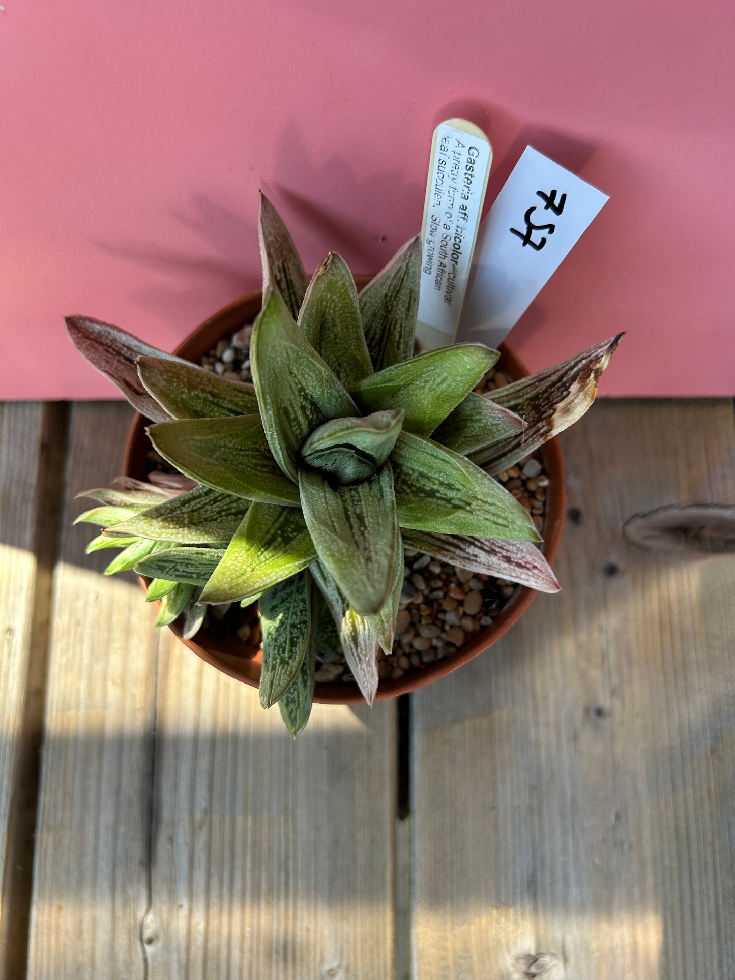 Gasteria affibicolor (757)