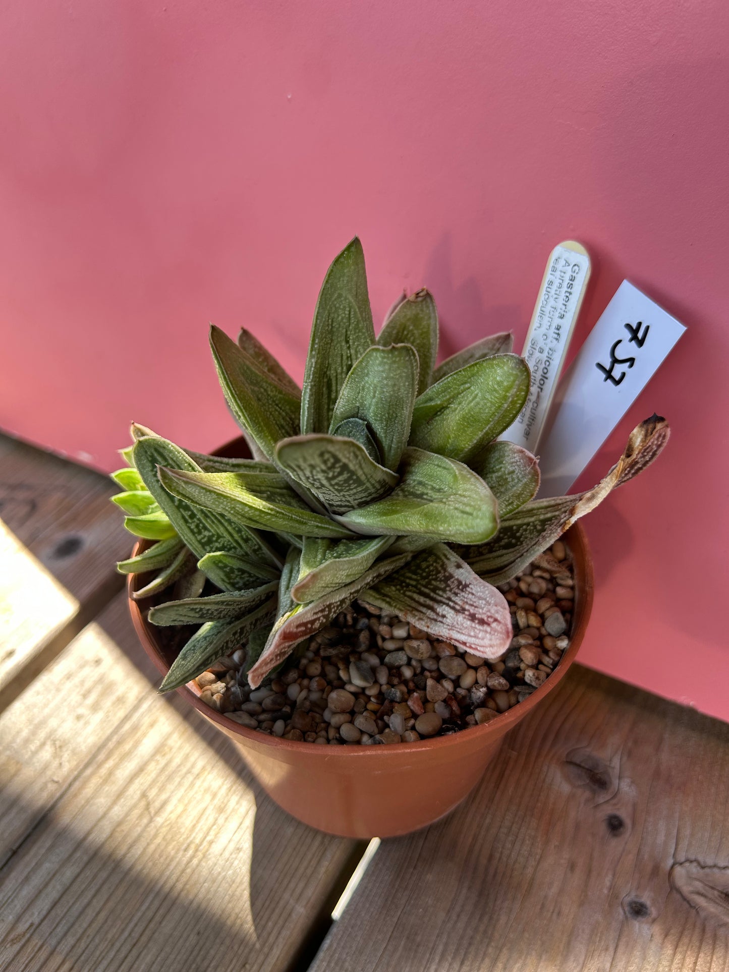 Gasteria affibicolor (757)