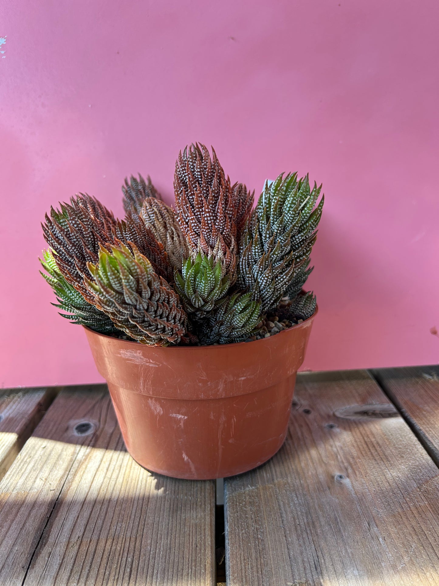 Haworthia reinwardtii kaffirdriftensis (758)