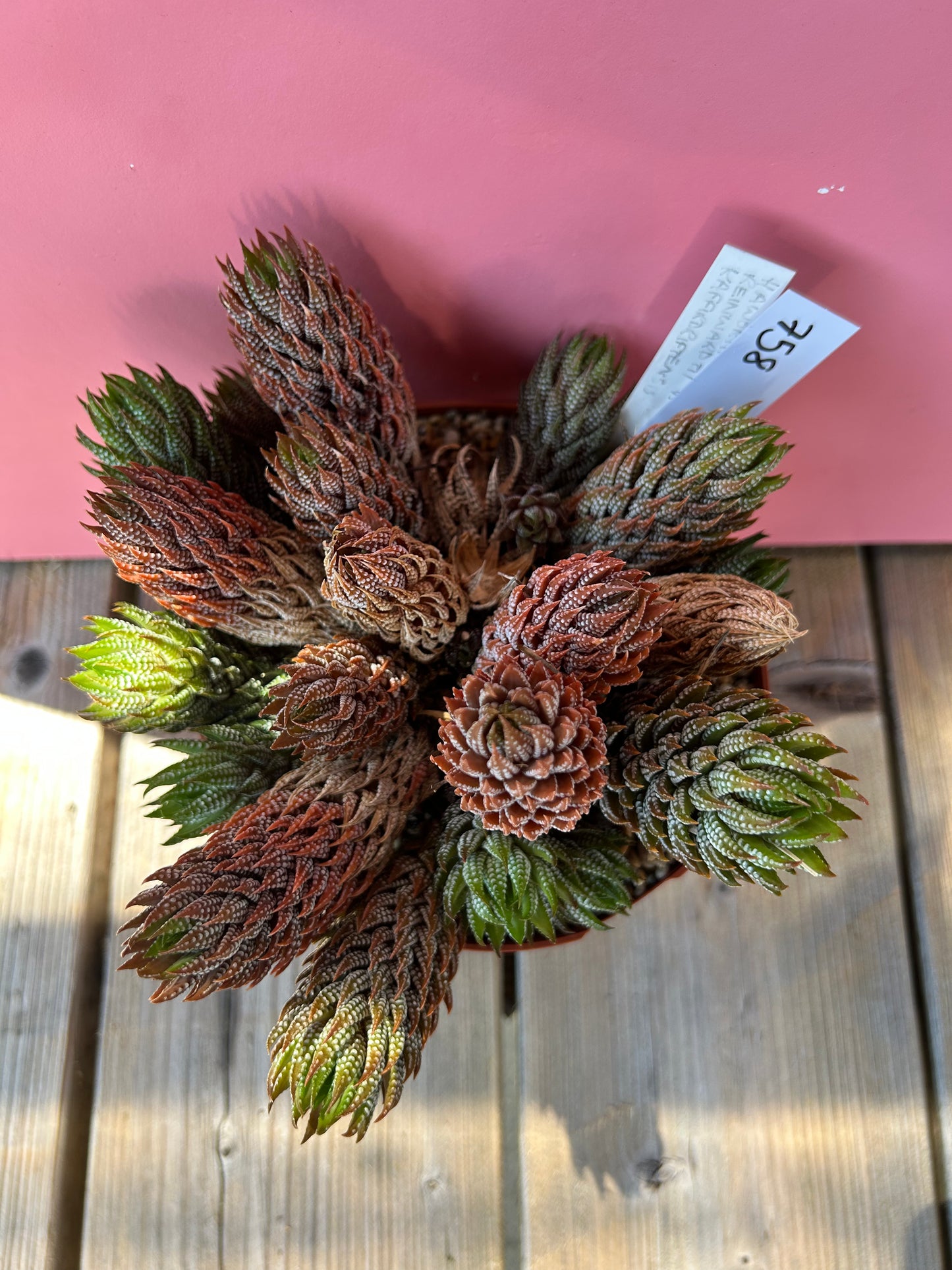 Haworthia reinwardtii kaffirdriftensis (758)