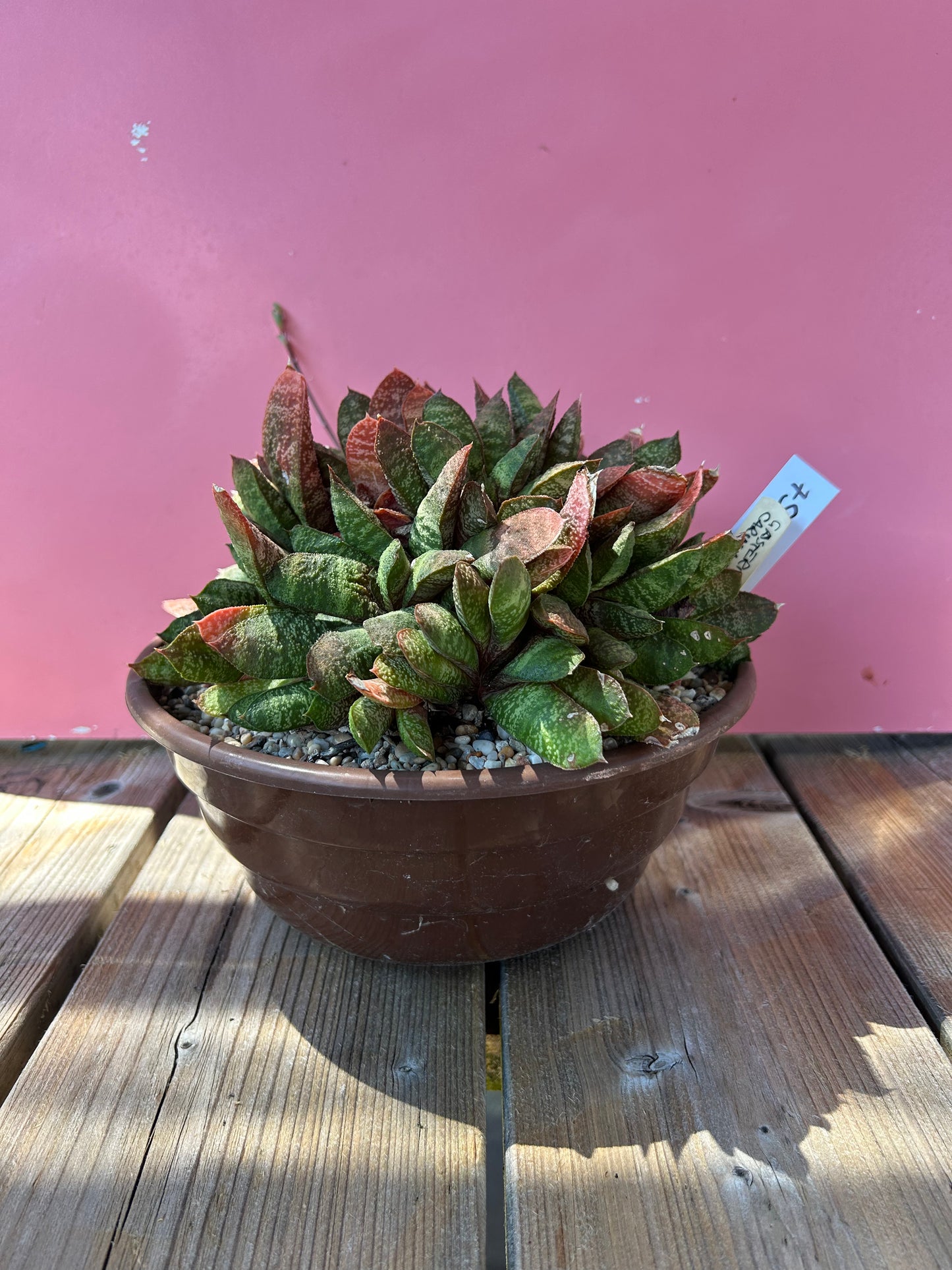 Gasteria carinata XL (759)