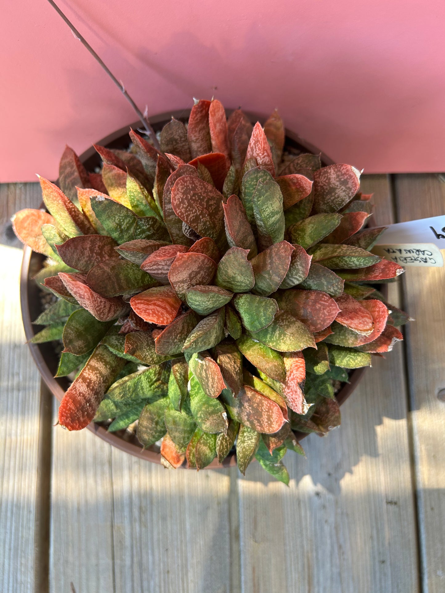 Gasteria carinata XL (759)