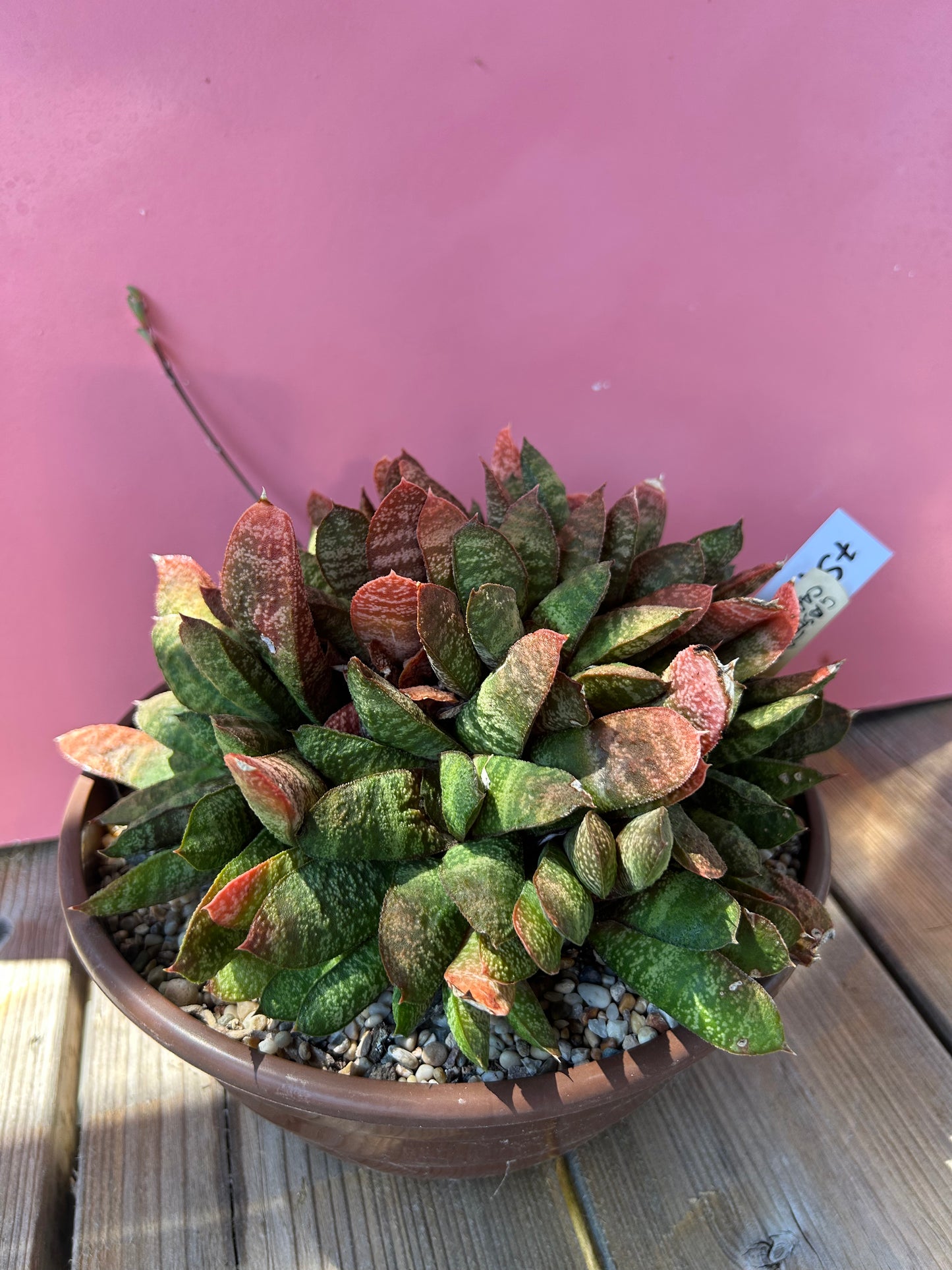 Gasteria carinata XL (759)