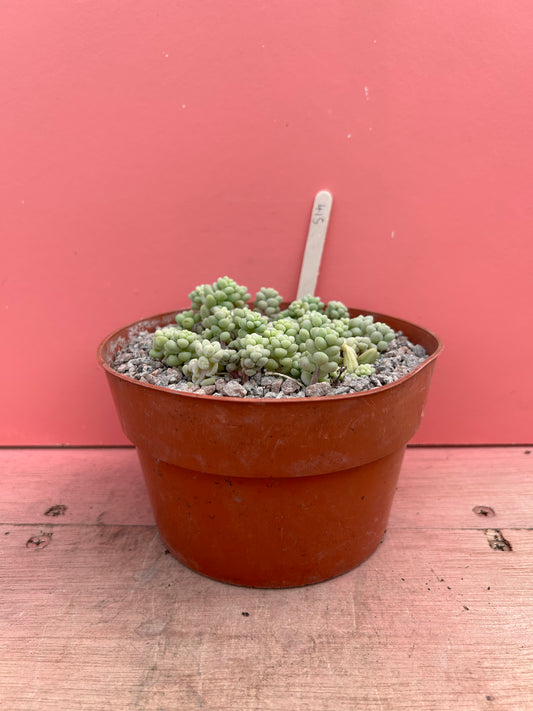 Sedum burrito (415)