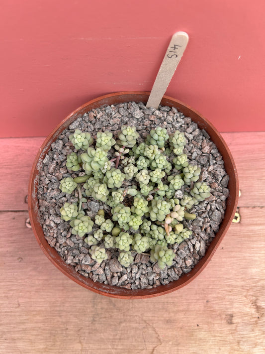 Sedum burrito (415)