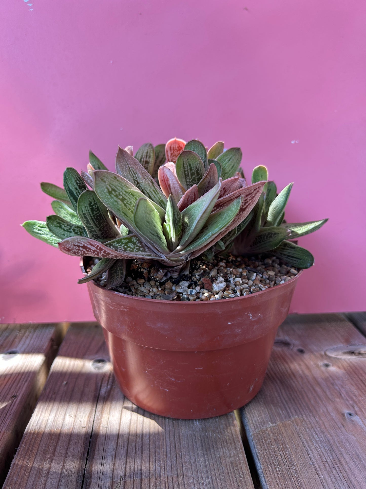 Gasteria 'Little Warty' (761)