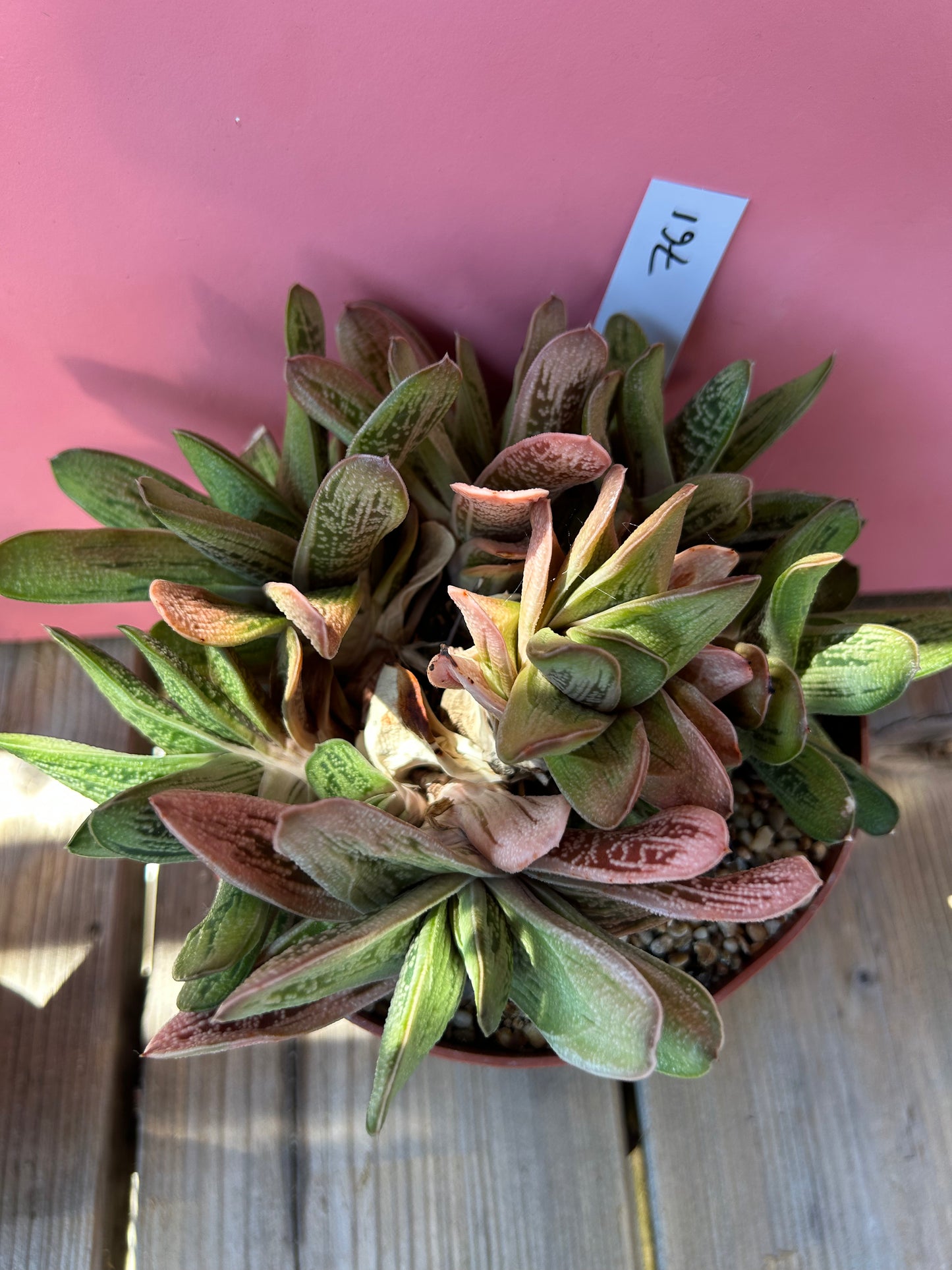 Gasteria 'Little Warty' (761)