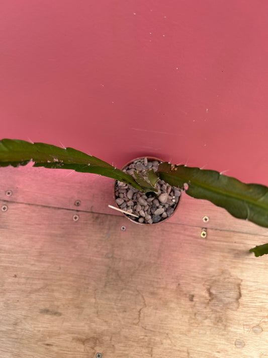 Epipyhllum species (416)