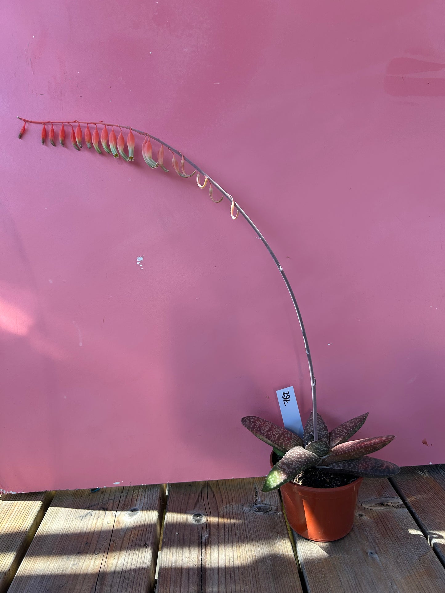 Gasteria vlokii (762)