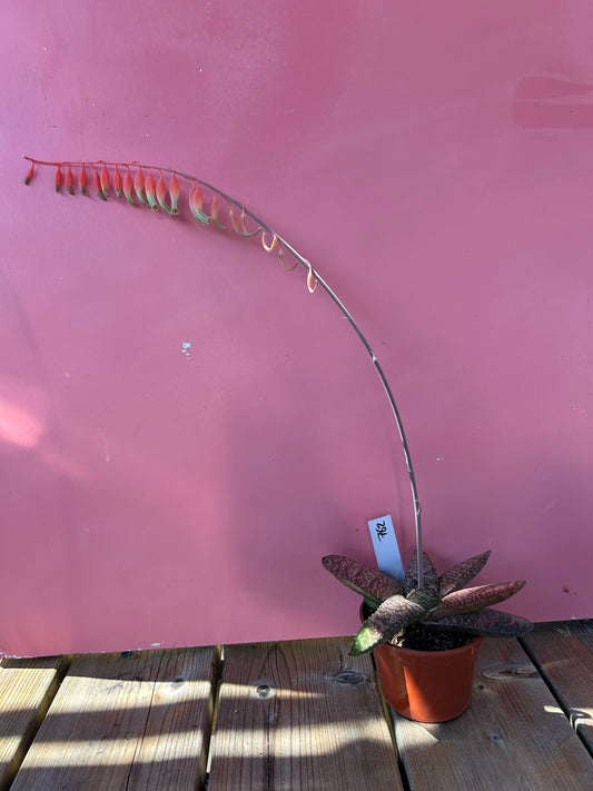 Gasteria vlokii (762)