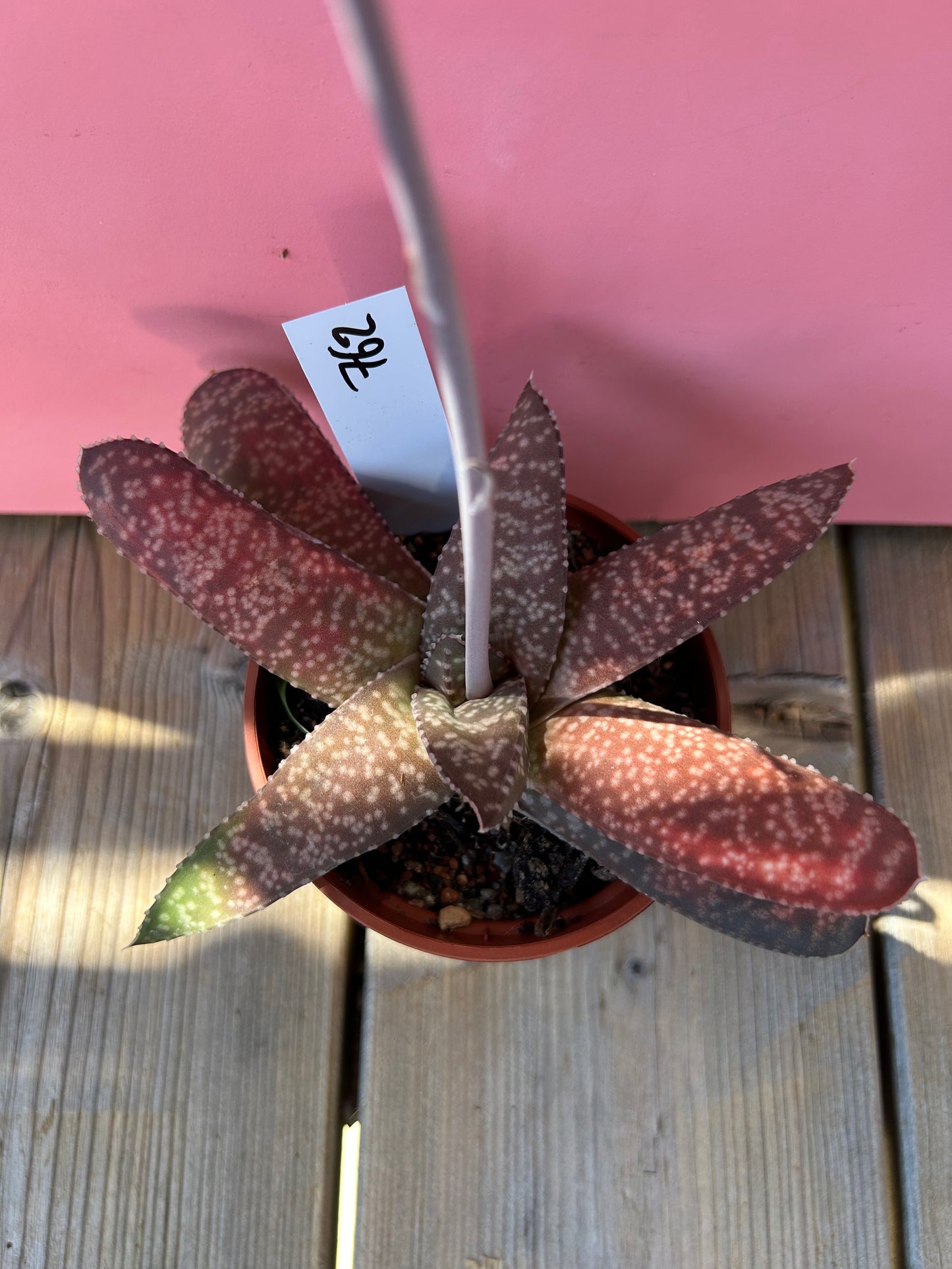 Gasteria vlokii (762)