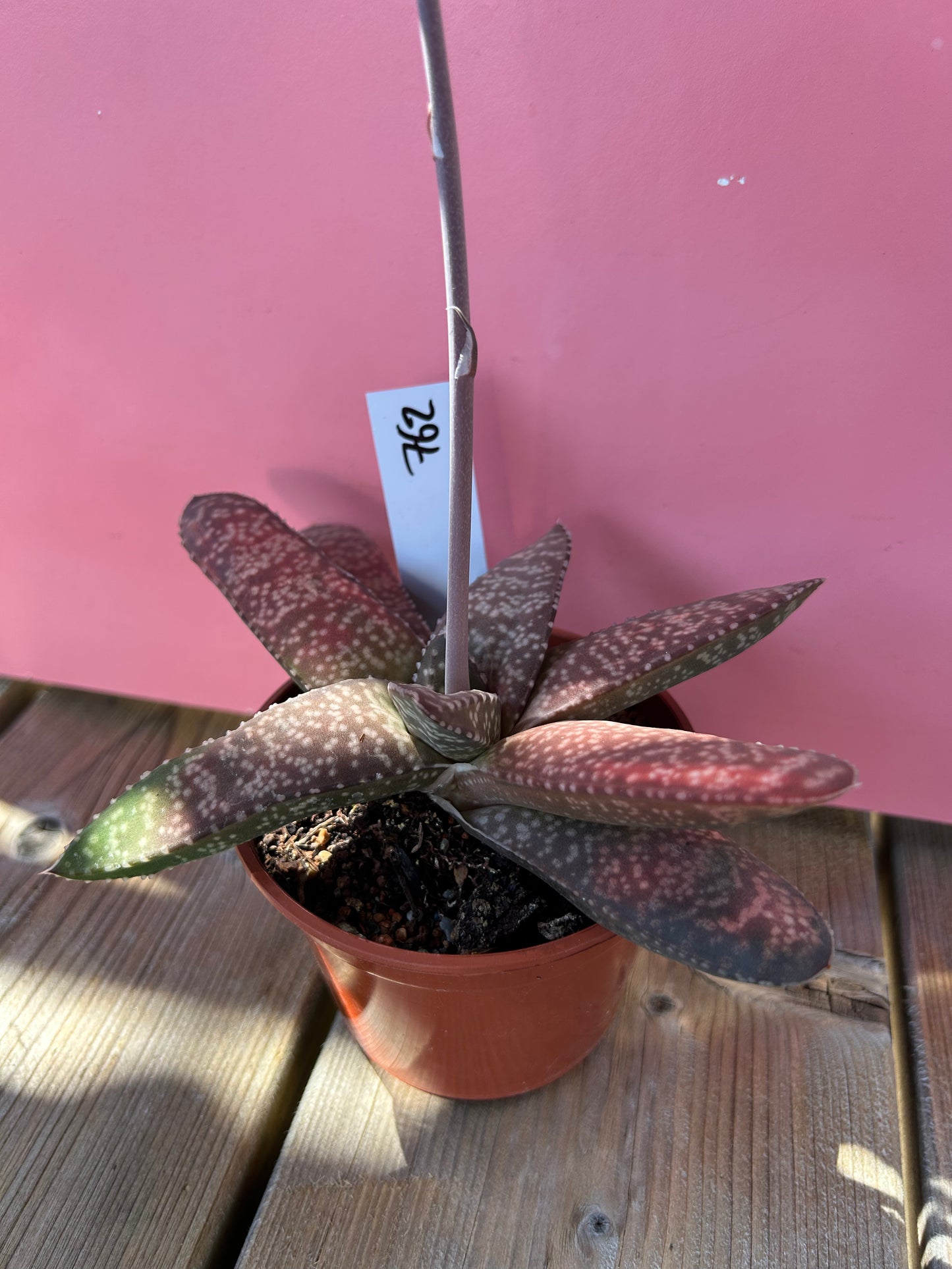 Gasteria vlokii (762)