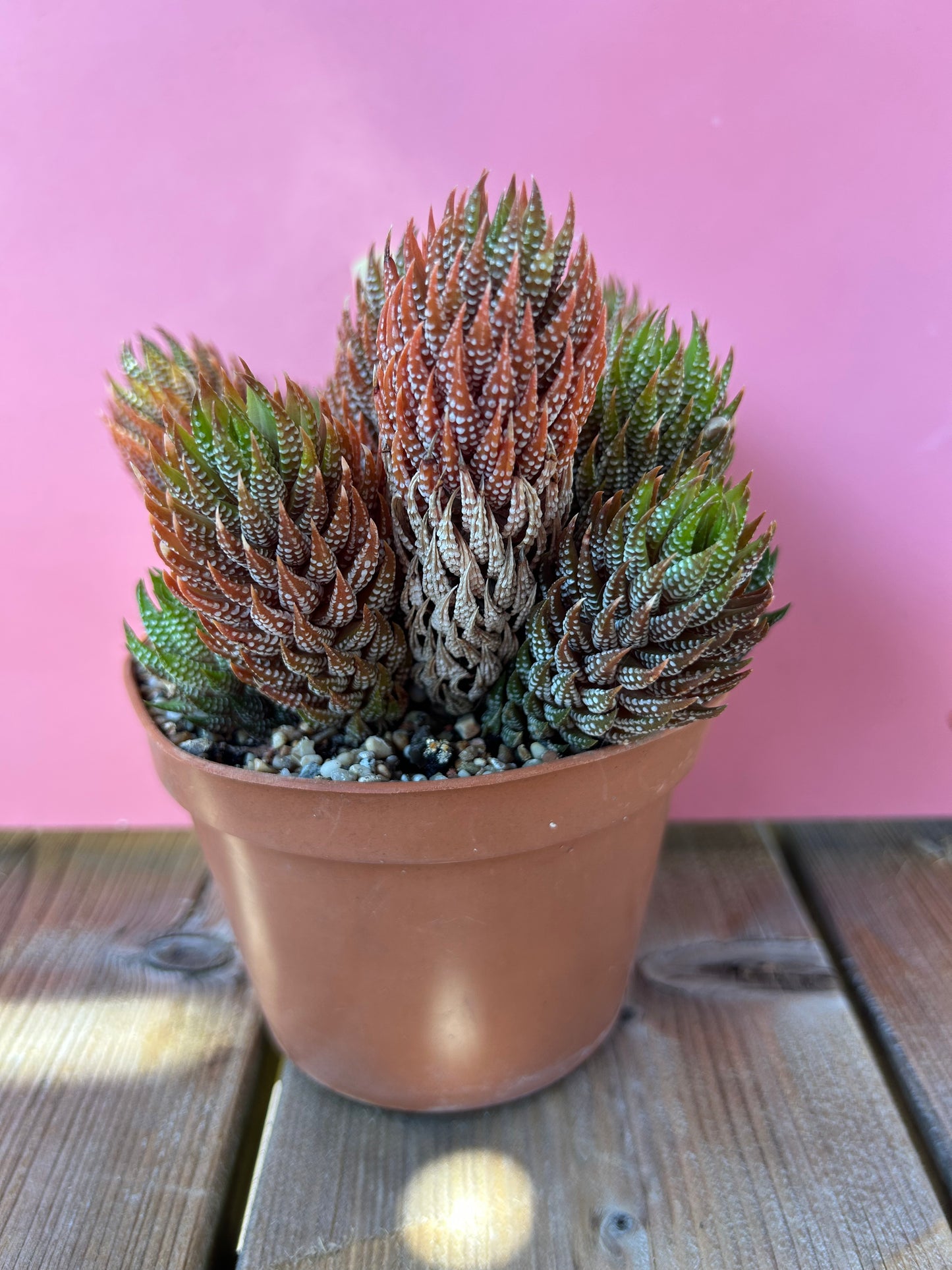 Haworthia reinwardtii kaffirdriftensis (766)