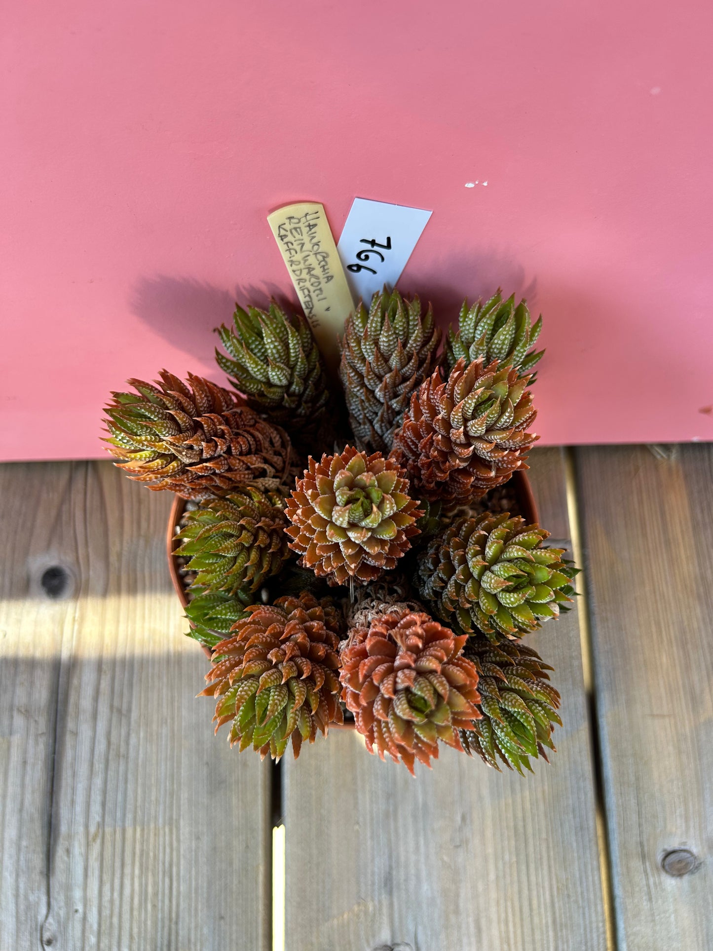 Haworthia reinwardtii kaffirdriftensis (766)