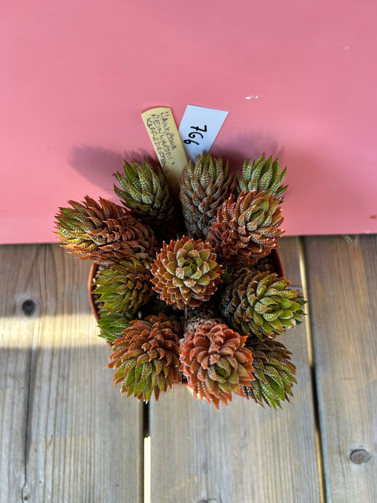 Haworthia reinwardtii kaffirdriftensis (766)