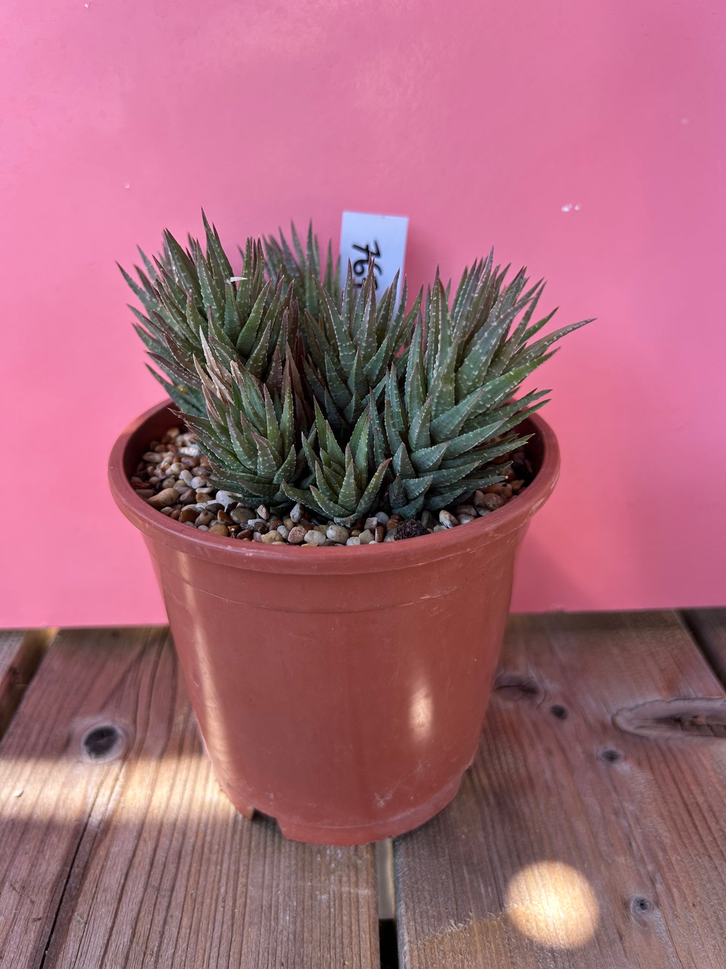 Haworthia coarctata (767)
