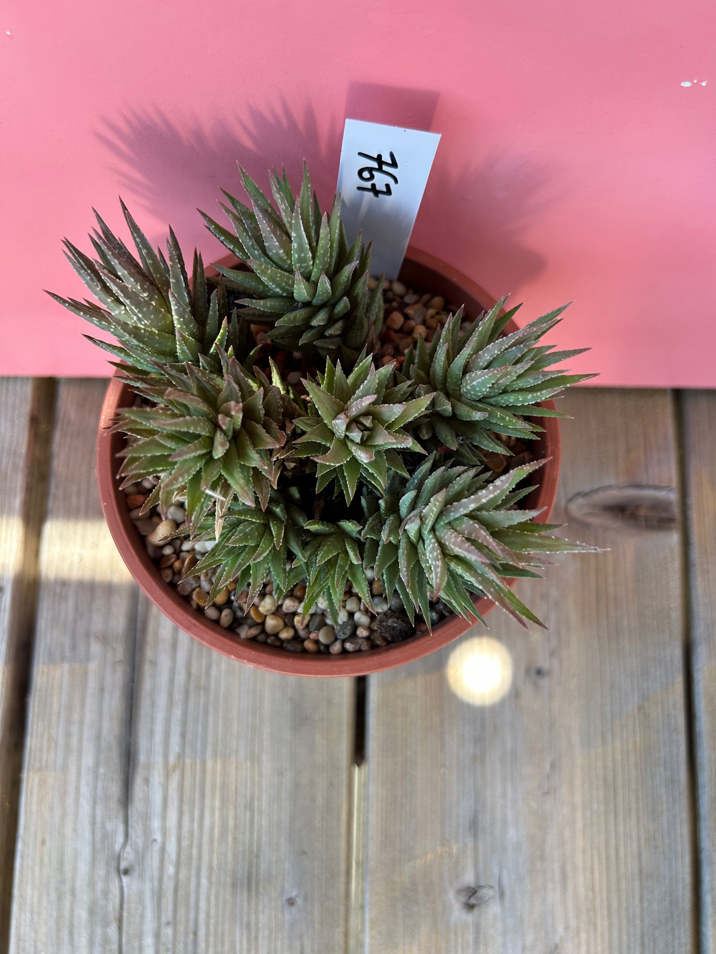 Haworthia coarctata (767)