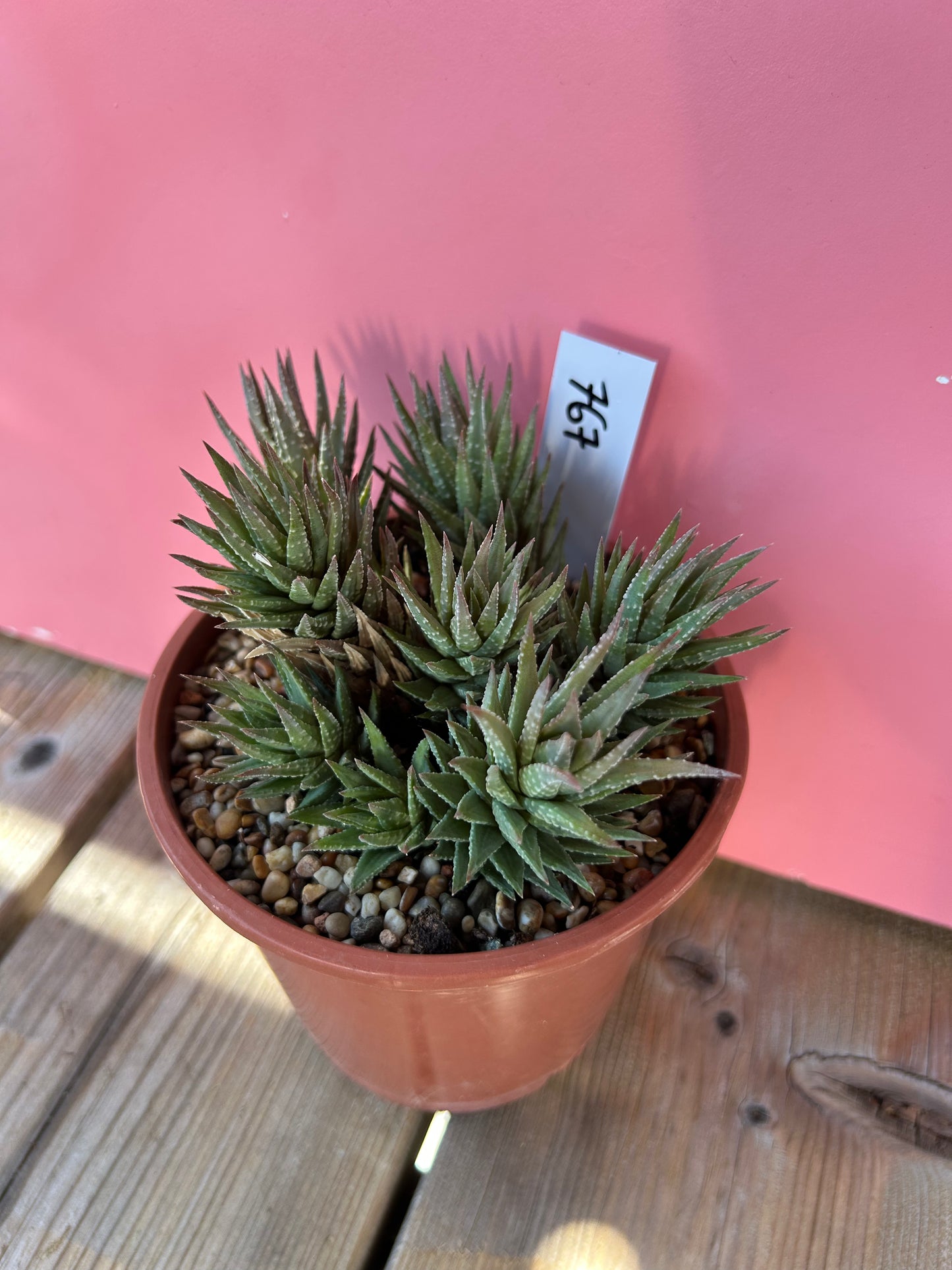 Haworthia coarctata (767)