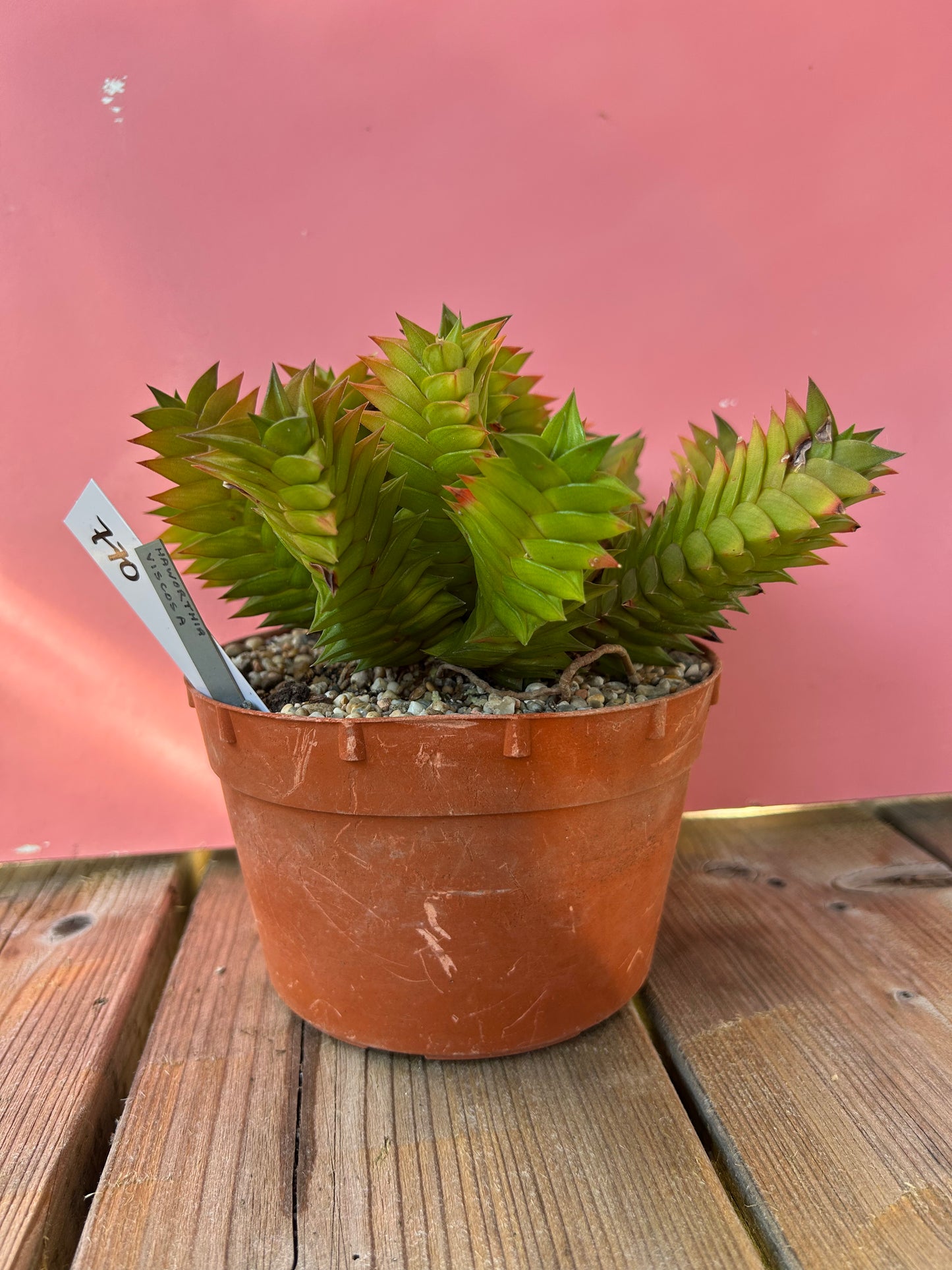 Haworthia viscosa (770)