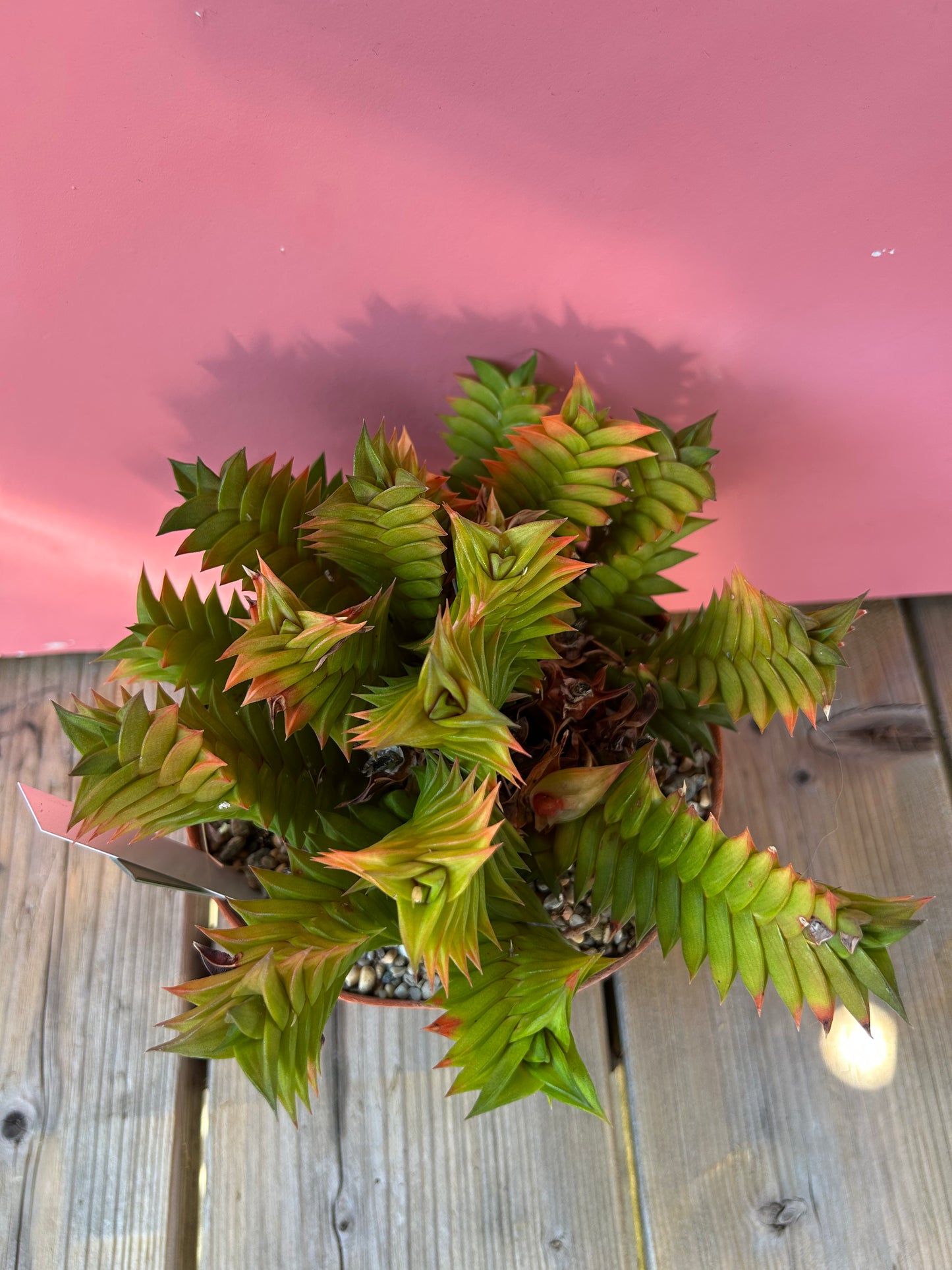 Haworthia viscosa (770)