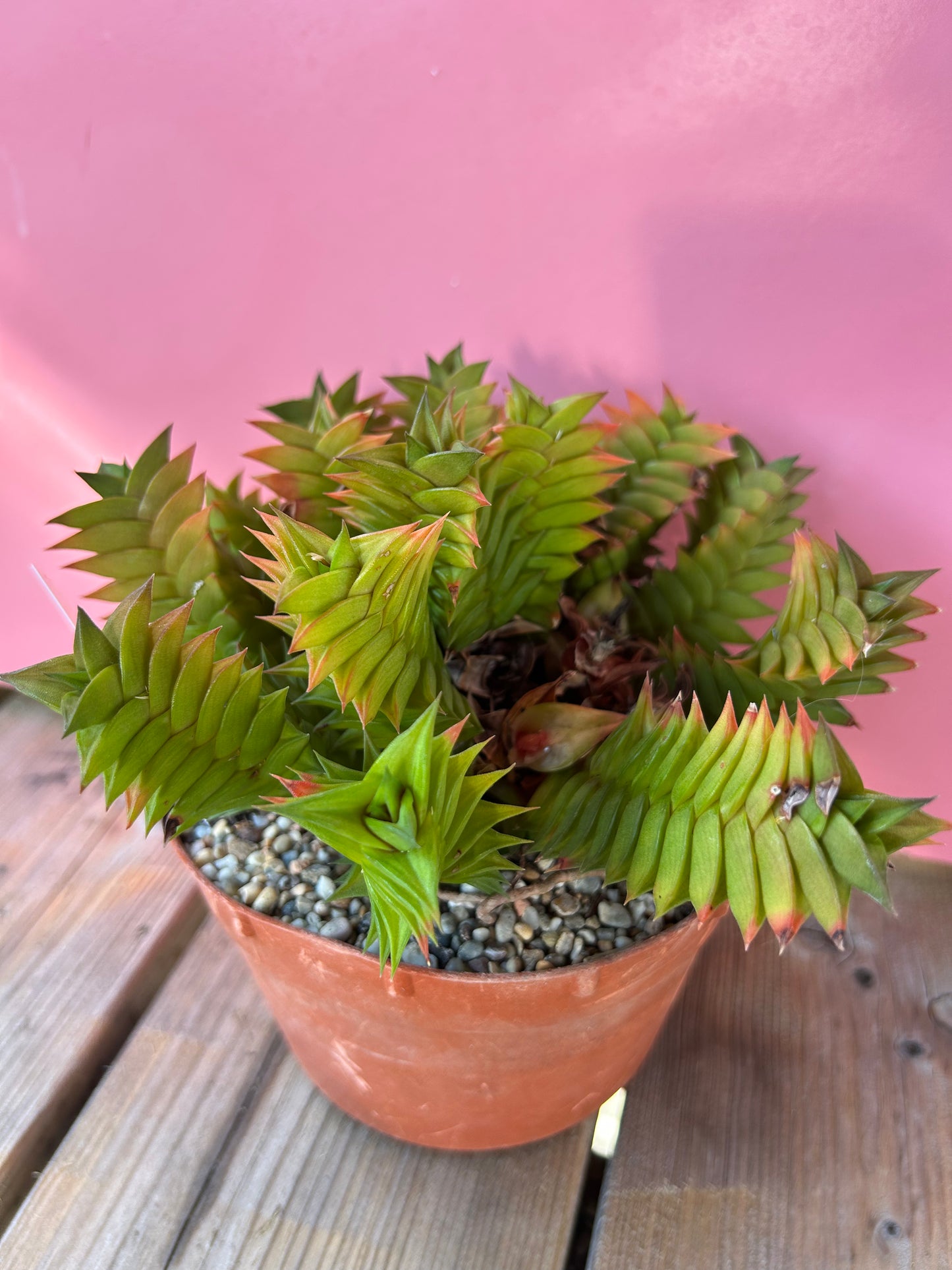 Haworthia viscosa (770)