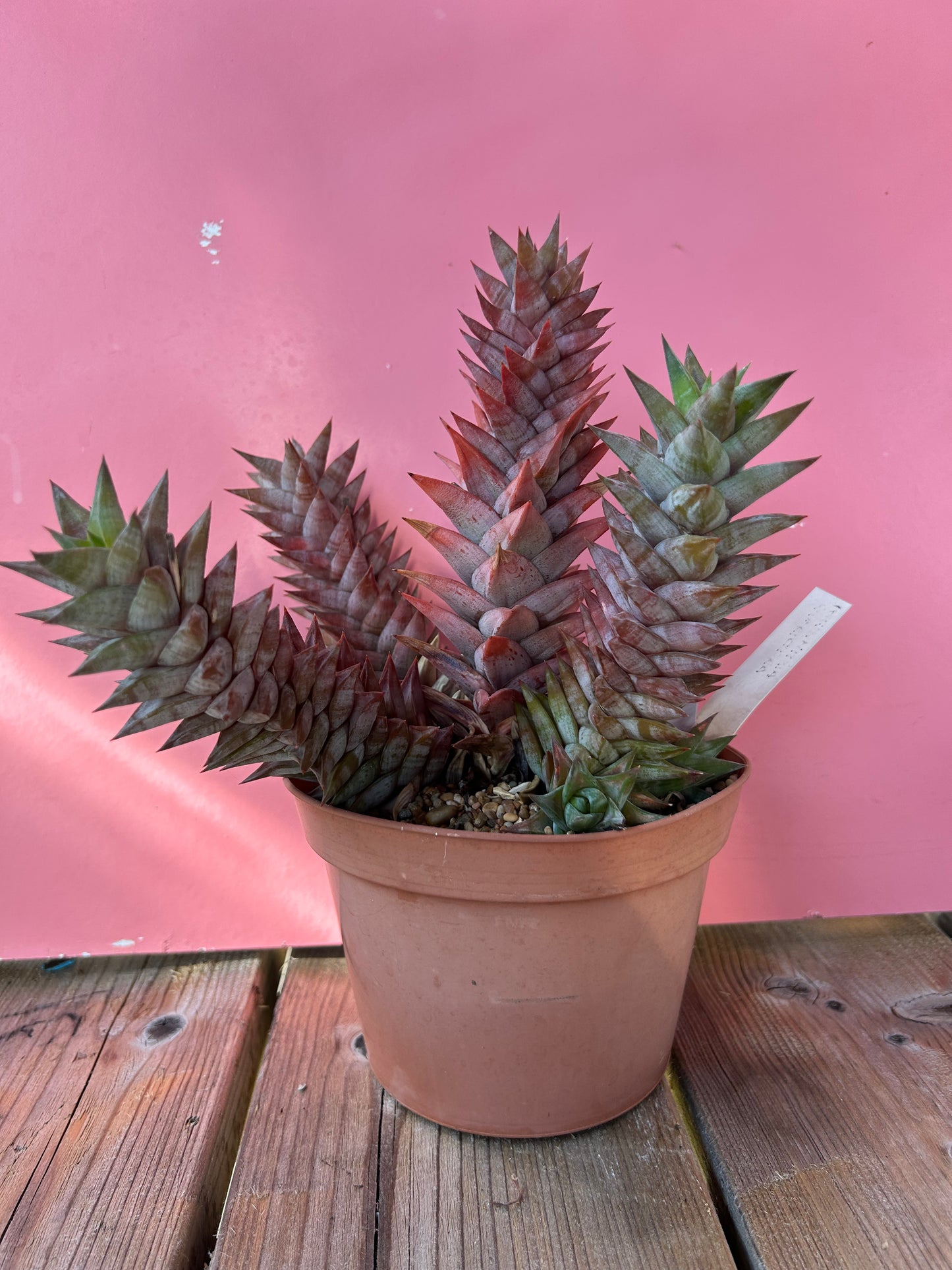 Haworthia astroloba (771)