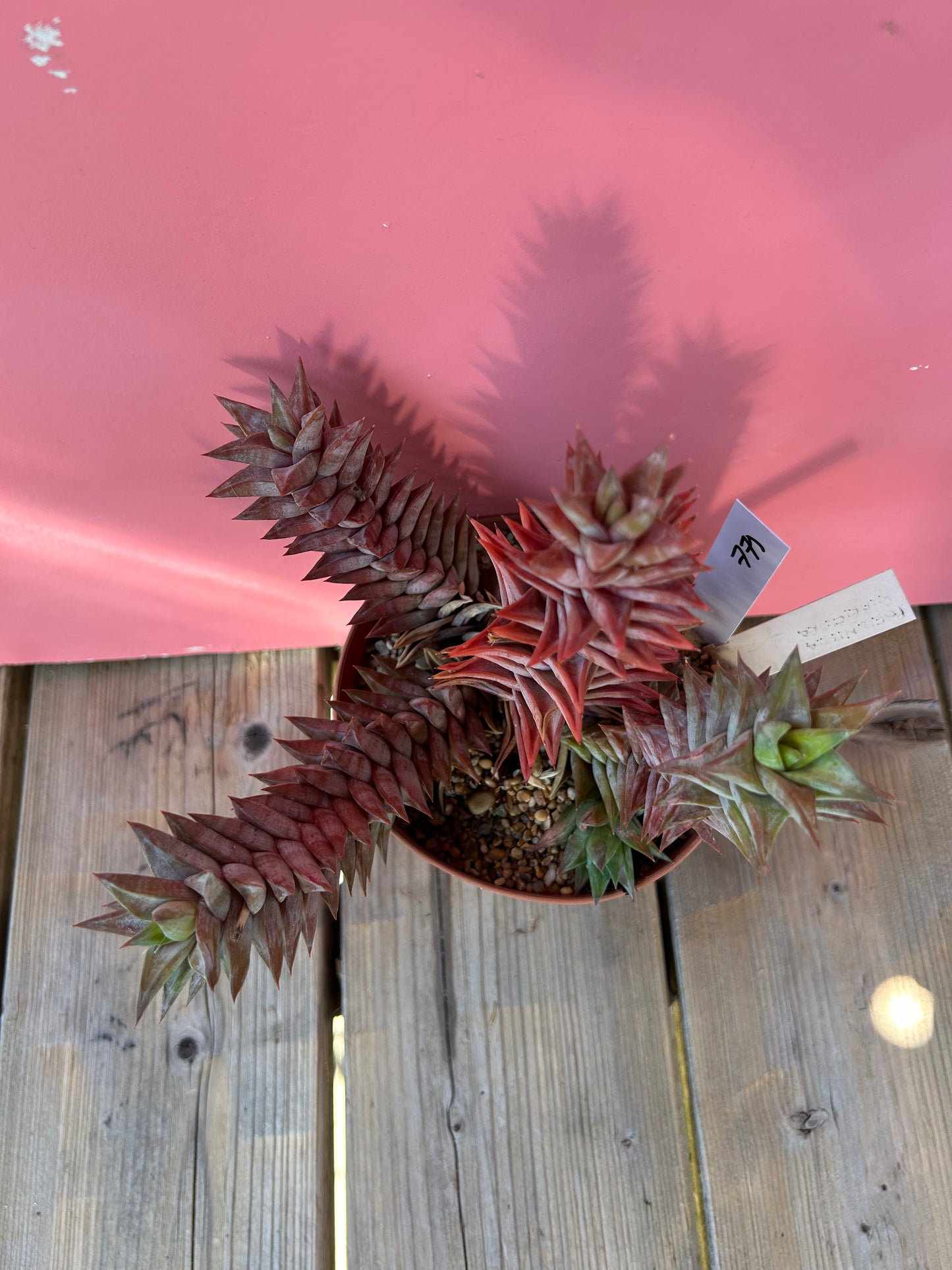 Haworthia astroloba (771)