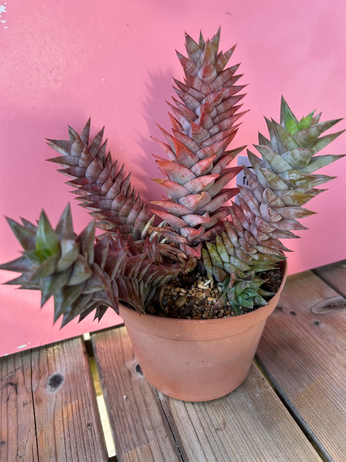 Haworthia astroloba (771)